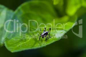 Small black cricket on leaf