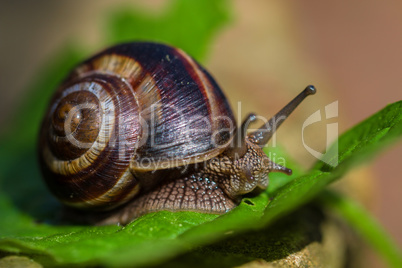 Snail walking on the leaf