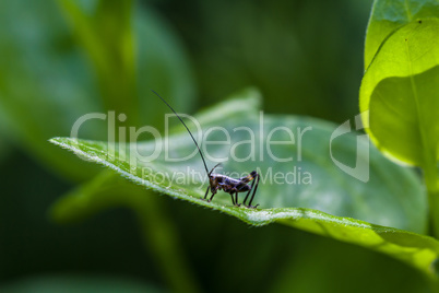 Small black cricket on leaf