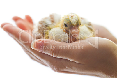 Newborn chicken in woman hands isolated on white