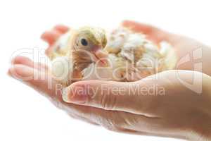 Newborn chicken in woman hands isolated on white