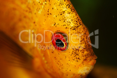 Yellow fish in aquarium