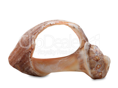 Broken rapana shell