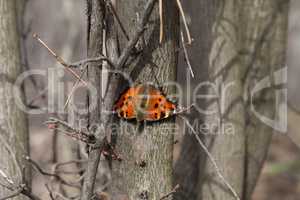 Butterfly on tree trunk in forest