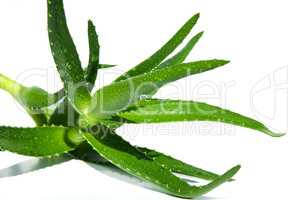 Aloe vera isolated on white