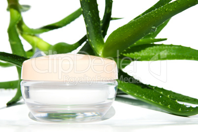 Aloe vera isolated on white