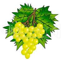 Bunch of Grape with vine leafs isolated on white background