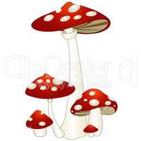 Red Mushrooms isolated on white background. Illustration .