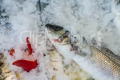 Raw fish on fish market near restaurant