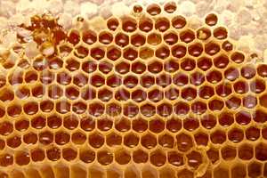 Honeycomb cells close-up with honey