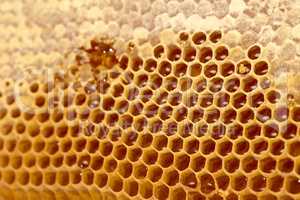 Honeycomb cells close-up with honey