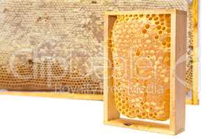 Honeycombs with honey. Picture on white background.