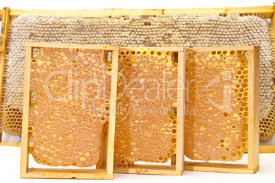 Honeycombs with honey. Picture on white background.