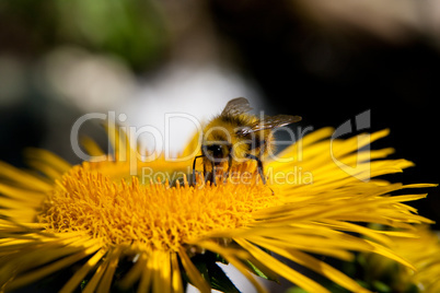 Bee gathering honey from flower