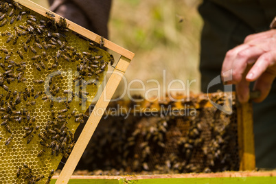 Beekeeper working on honeycomb with bees