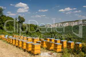 Beehives and beekeeping