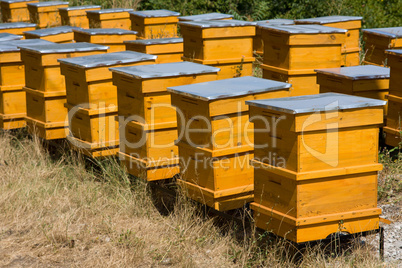 Beehives and beekeeping