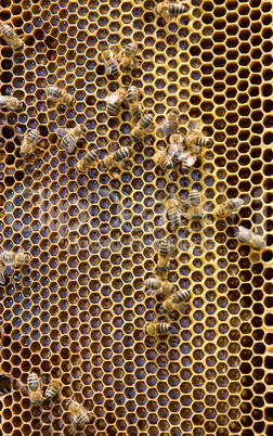 Honeycomb with honey and bees