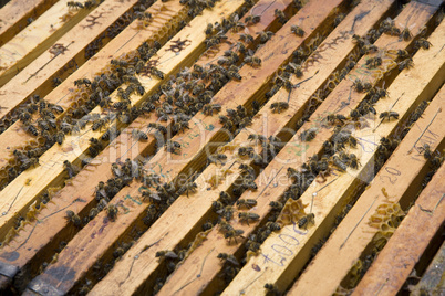 Honeycomb with honey and bees