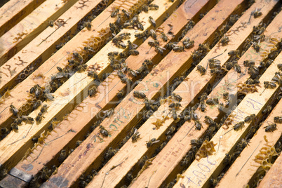 Honeycomb with honey and bees