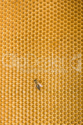 Honeycomb with honey and bees