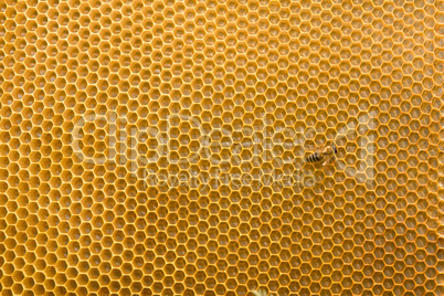 Honeycomb with honey and bees