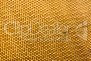 Honeycomb with honey and bees