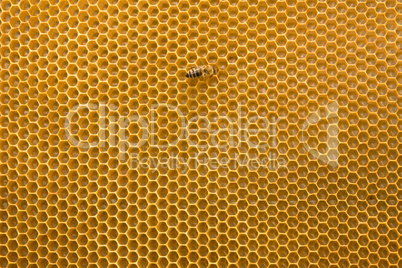 Honeycomb with honey and bees