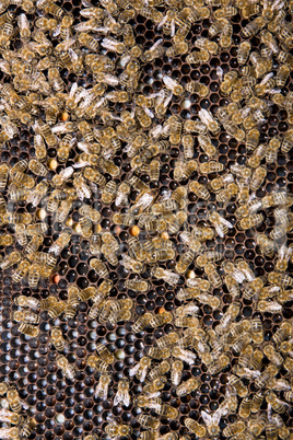 Honeycomb with honey and bees