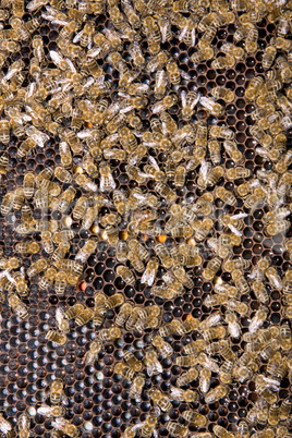 Honeycomb with honey and bees