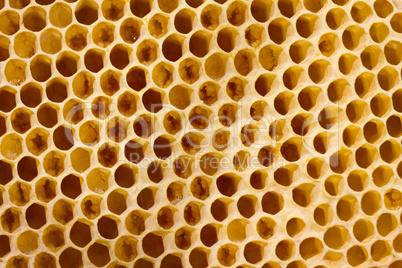 Honeycomb cells close-up with honey