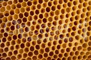 Honeycomb cells close-up with honey