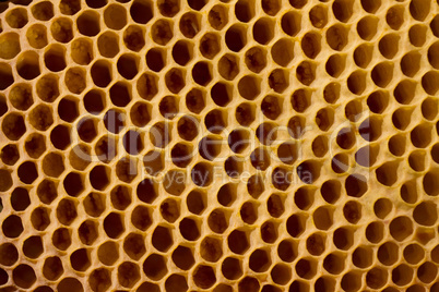 Honeycomb cells close-up with honey