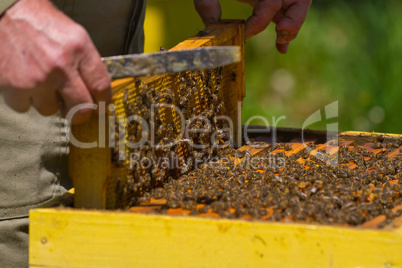 Beekeeper and honeycomb with bees and honey