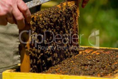 Beekeeper and honeycomb with bees and honey