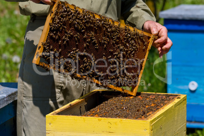 Beekeeper and honeycomb with bees and honey