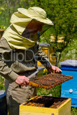 Beekeeper and honeycomb with bees and honey