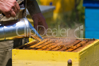 Beekeeper working on beehive