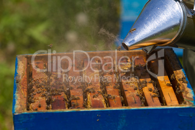 Beekeeper working on beehive