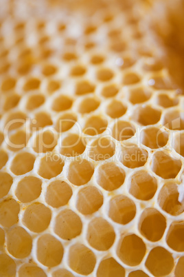 Honeycomb cells close-up with honey