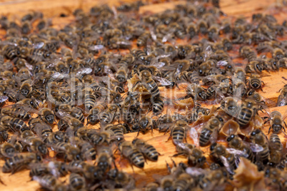 Honeycomb with honey and bees