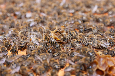 Honeycomb with honey and bees