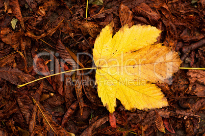 Yellow autumn leaf over red dry leafs