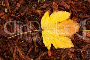 Yellow autumn leaf over red dry leafs