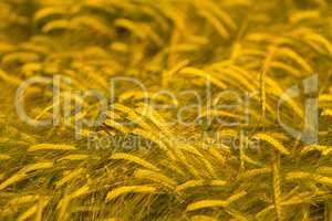 Wheat field ready for harvest