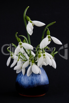 Galanthus nivalis-crocus-white snowdrops.