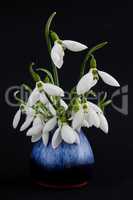 Galanthus nivalis-crocus-white snowdrops.