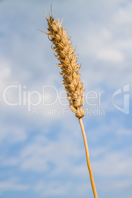 Wheat  ready for harvest