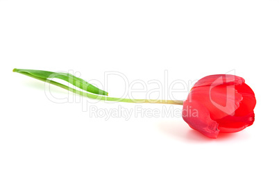 Tulip flower isolated on white. Proper for romantic design.