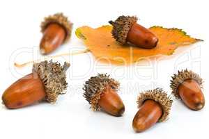 Acorns and leafs isolated on white
